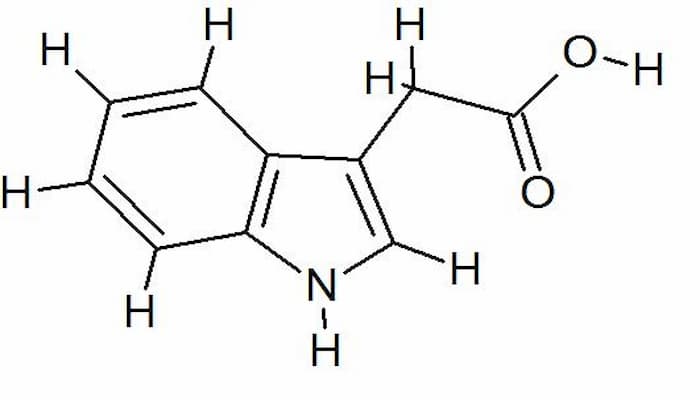 ácido indole-3-acético